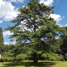 Himalayan Cedar (Cedrus deodar) - 5 Seeds > Evergreen up to 20m Tree > Bonsai