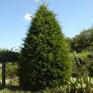 NORTHERN WHITE CEDAR (Thuja occidentalis) 6 Cuttings - Easy to grow