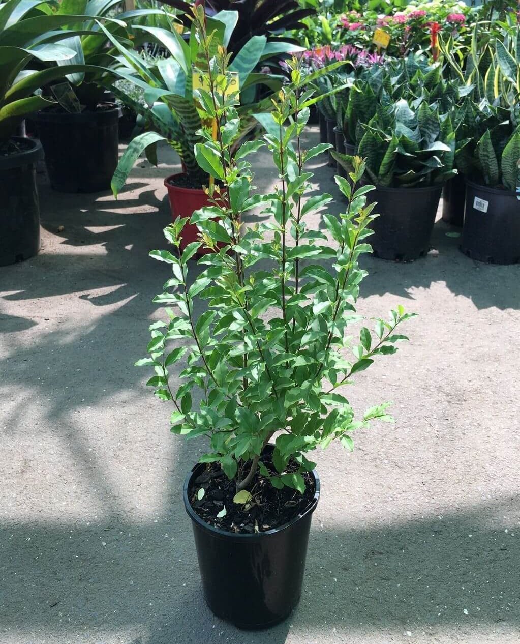 Box leaved Privet Hedge - Ligustrum Undulatum - 8 Cuttings - Easy to grow
