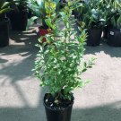 Box leaved Privet Hedge - Ligustrum Undulatum - 8 Cuttings - Easy to grow