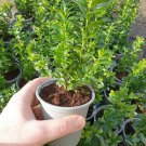 Common Boxwood- 8 Cuttings (Buxus sempervirens) shrub hedge - Easy to grow