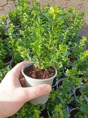 Common Boxwood- 8 Cuttings (Buxus sempervirens) shrub hedge - Easy to grow