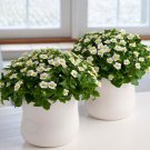 Exacum Princess White - 5 Pelleted Seeds >Flowers >Premium Seed > Indoor Plants