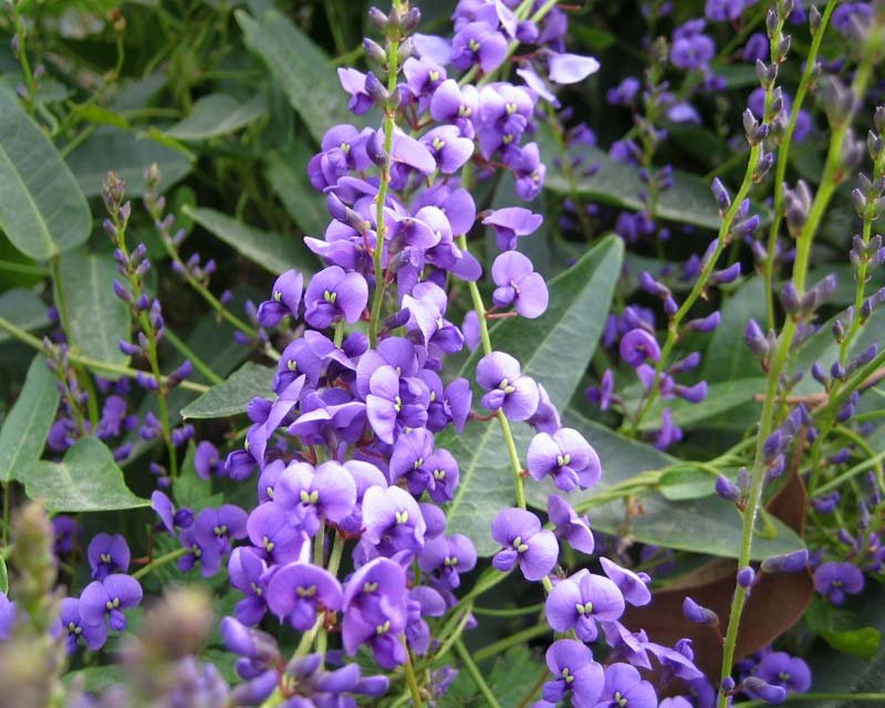 Happy Wanderer Shrub - 6 Stem Cuttings - (Hardenbergia Violacea) Easy to grow