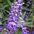 Happy Wanderer Shrub - 6 Stem Cuttings - (Hardenbergia Violacea) Easy to grow