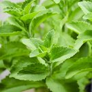 Stevia - 20 Seeds - Sweet Leaf - Stevia rebaudiana - Natural Sugar Substitute