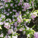 Golden Diosma Cuttings - 10 Stems - Easy to grow