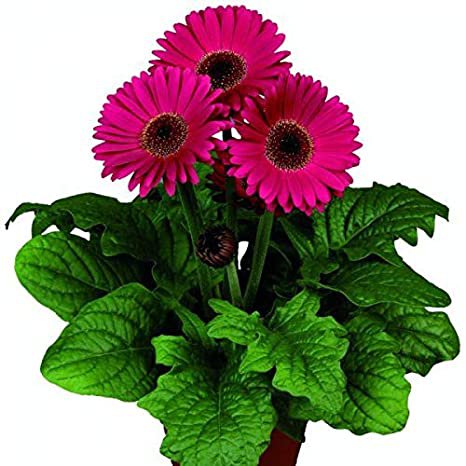 Gerberas Flori Line Micro Lilac - 5 Seeds >Premium Seed >Florist Cut Flowers