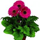 Gerberas Flori Line Micro Lilac - 5 Seeds >Premium Seed >Florist Cut Flowers