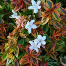 Abelia Grandiflora Glossy Shrub Cuttings - 8 Stems (unrooted)- easy to grow