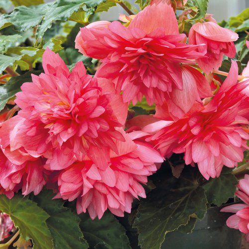 Begonia (Funky) - 5 Pelleted Seeds > Hybrid Tuberous > New Release > Rare > New!