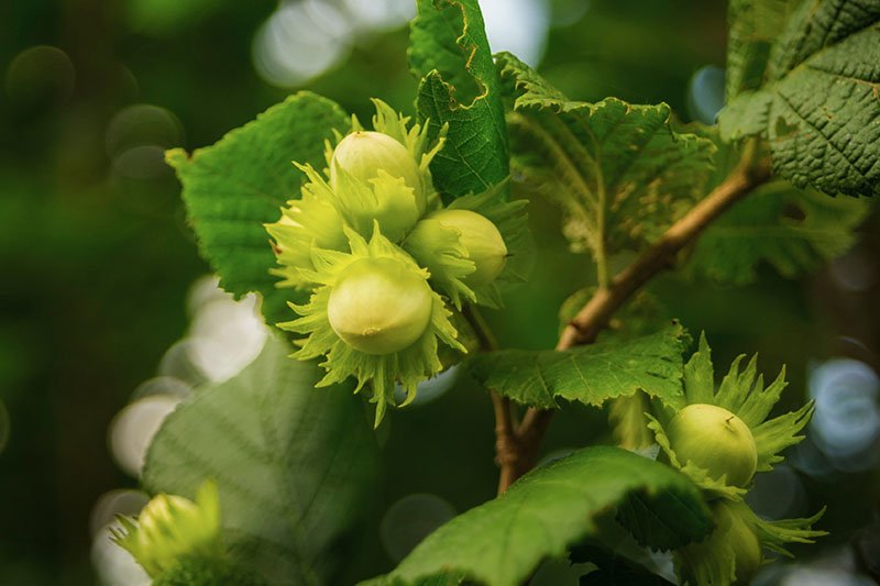 HAZELNUT TREE CUTTINGS- 3 Pieces + Rooting Hormone + easy to grow