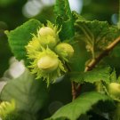HAZELNUT TREE CUTTINGS- 3 Pieces + Rooting Hormone + easy to grow