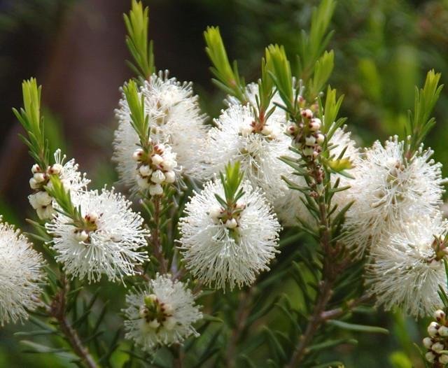 Tea Tree (Melaleuca alternifolia) - 6 Stem Cuttings > Teatree Oil > Medicinal