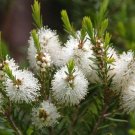 Tea Tree (Melaleuca alternifolia) - 6 Stem Cuttings > Teatree Oil > Medicinal