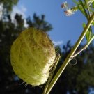 SWAN PLANT - 2 Cuttings >MILKWEED HAIRY BALLS > Food plant of Monarch Butterfly