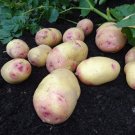Tasmanian Grown Classic Christmas Potato! -Pinkeye Potatoes X 7 Tubers - easy to grow