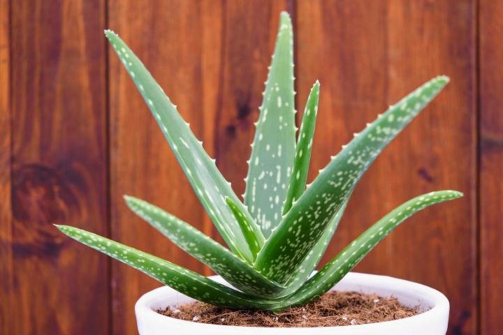 Aloe Vera Plants - Easy to grow - high germination