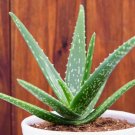 Aloe Vera Plants - Easy to grow - high germination