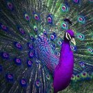 PEACOCK 30*30CM DIY 5D Diamond Painting Crystal Cross Stitch Hand Embroidery Art