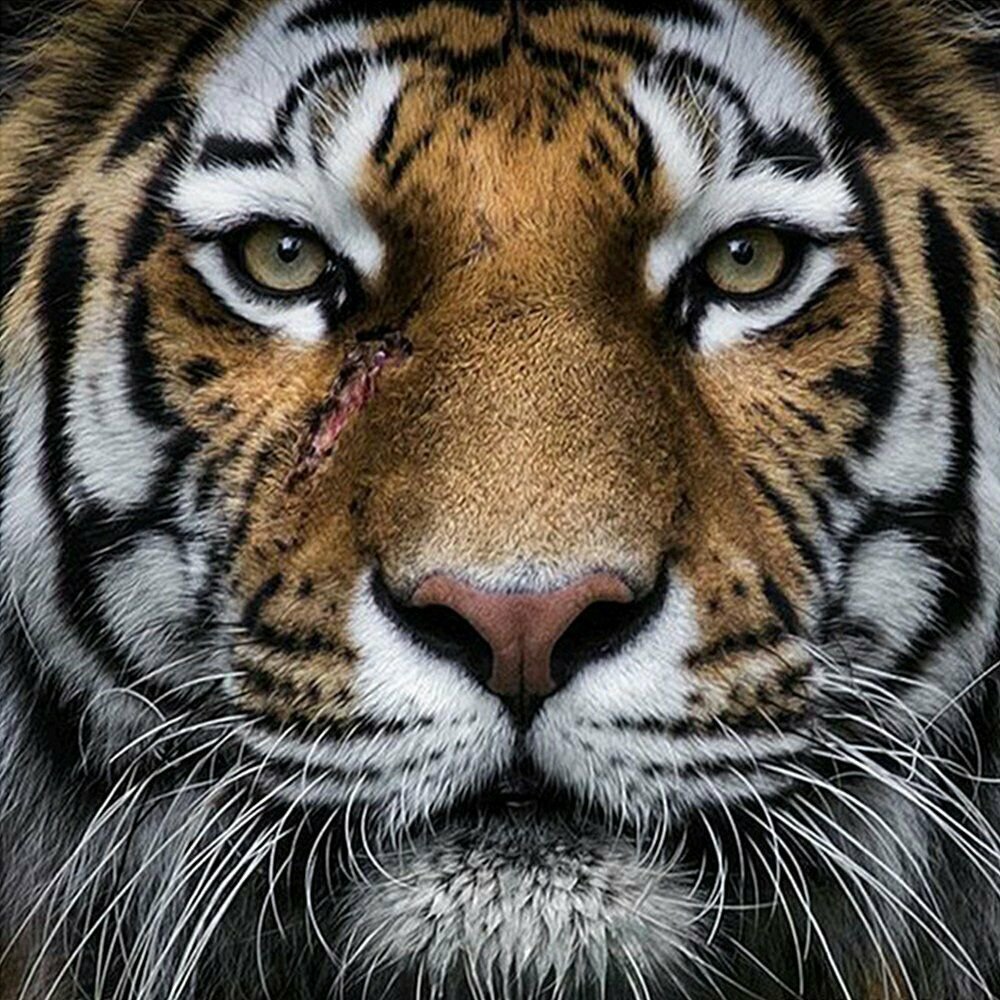 TIGER HEAD 30*30CM DIY 5D Diamond Painting Crystal Cross Stitch Hand Embroidery Art