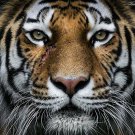 TIGER HEAD 30*30CM DIY 5D Diamond Painting Crystal Cross Stitch Hand Embroidery Art