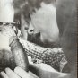 COCKY GUYS (1983) Pulp Fiction Gay Vintage Magazine Nudes Male Male Young Chicken