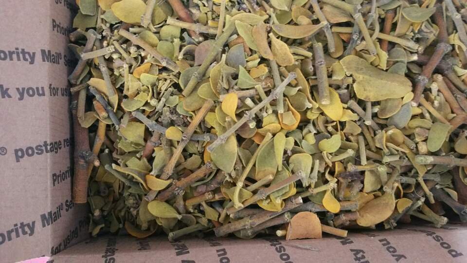 Mistletoe over 1 lb. Cut & Dried from Tehachapi Mt. CA