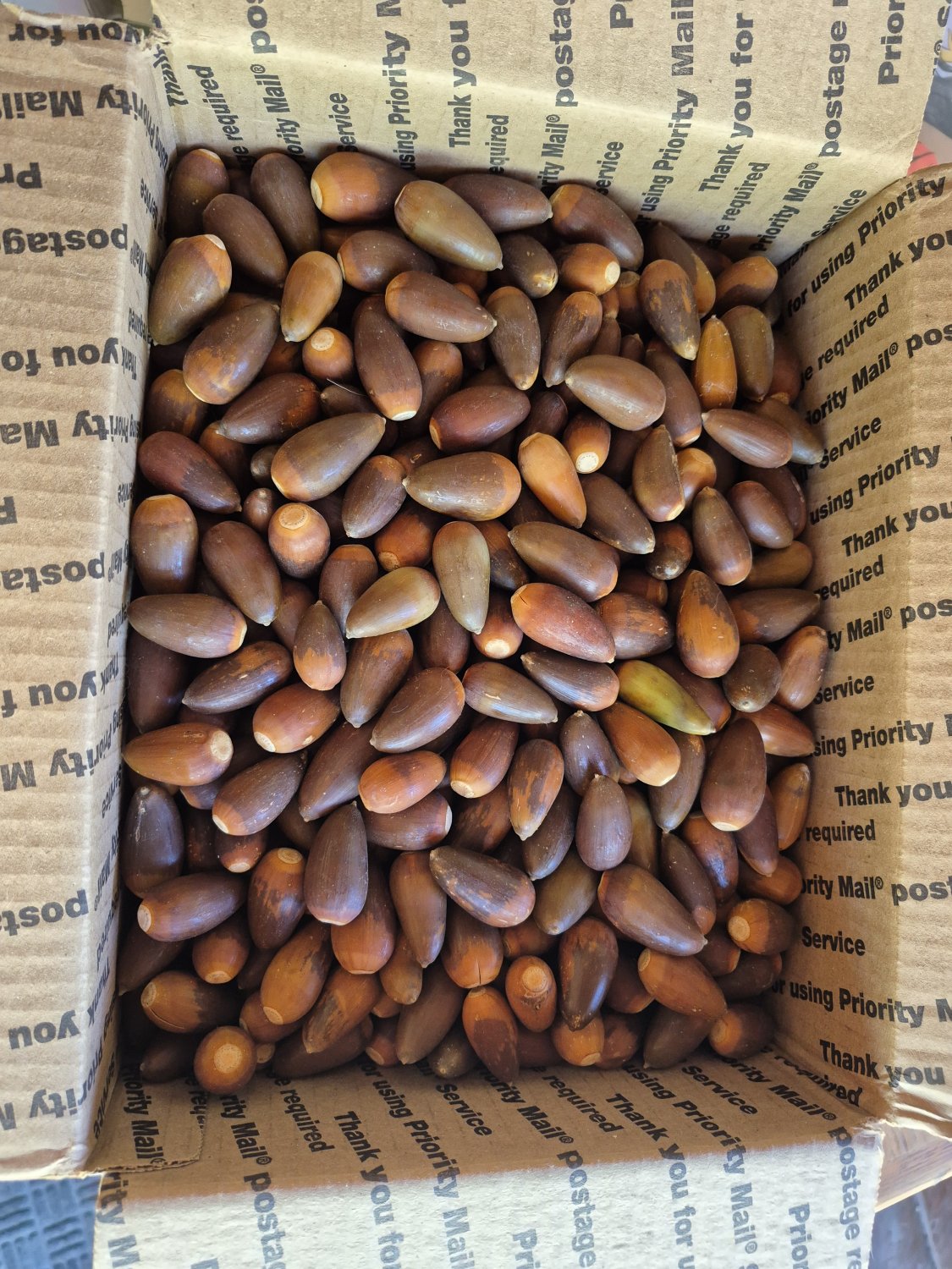 Acorns from CA valley oak tree 2025 new drop 2 lb. Free shipping