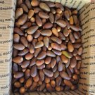 Acorns from CA valley oak tree 2025 new drop 2 lb. Free shipping