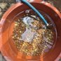 Acorns from CA valley oak tree 2025 new drop 2 lb. Free shipping