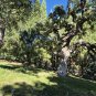 Acorns from CA valley oak tree 2025 new drop 2 lb. Free shipping