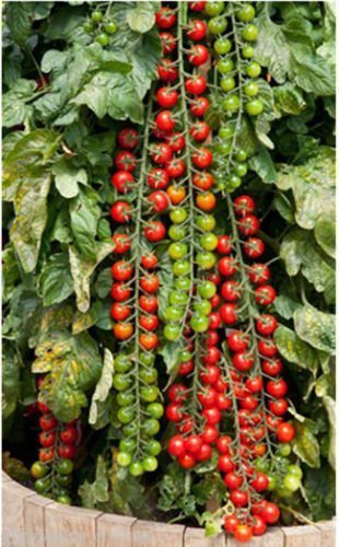 Seedscare Vegetable Cherry Tomatoes Seeds (Pack of 50 Seeds)