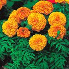 Kraft Seeds African Marigold Flower KS Spl Mix GMO-Free Seeds 100