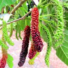 Futaba Long Mulberry Fruit Seeds - 50 Pcs