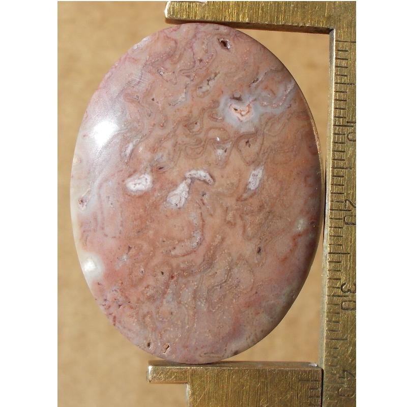 Fossil palm cabochon, 40X30mm oval