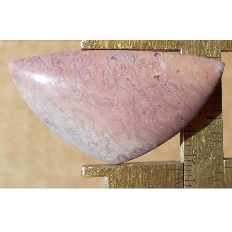 Fossil palm cabochon, 43X22.5mm freeform shield