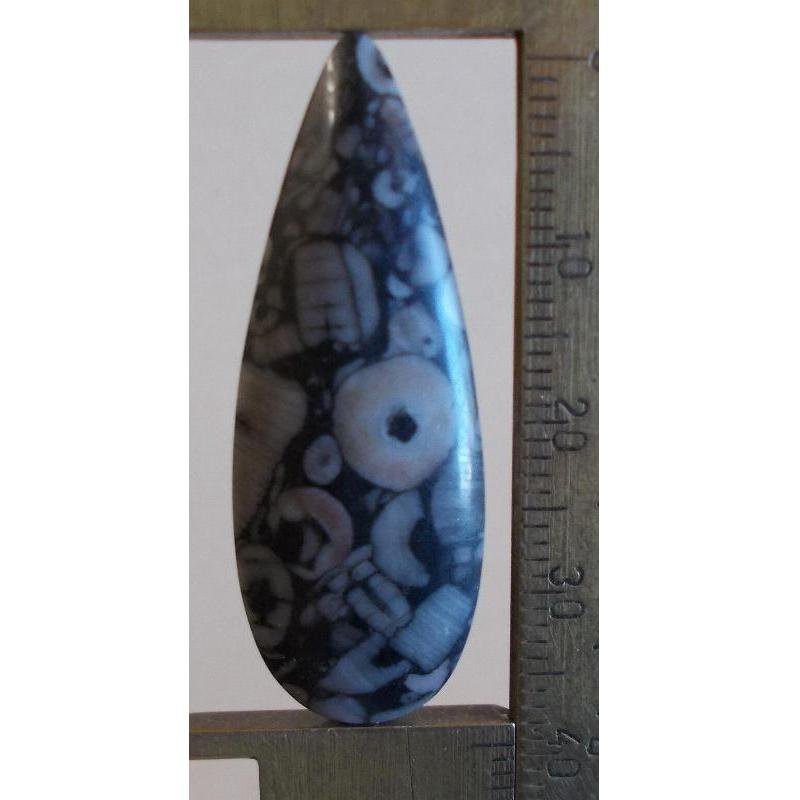 Crinoid cabochon, 39X 14.5mm drop