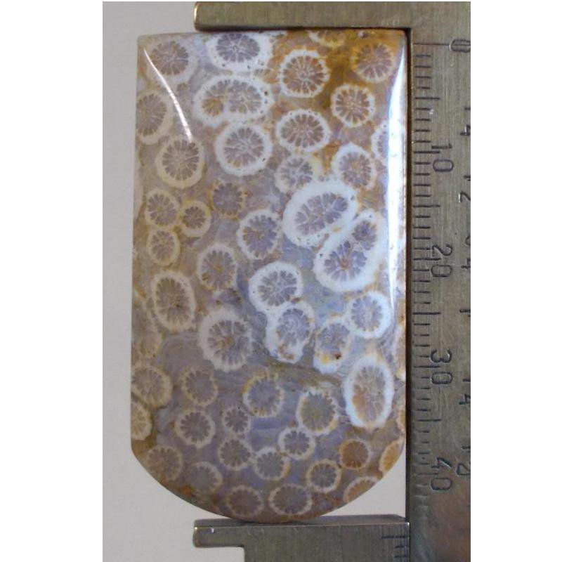 Fossilized coral cabochon, 45.5X25.5mm tombstone
