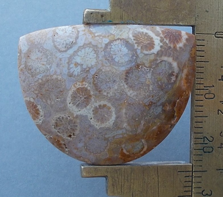 fossil cabochon, 31.6X24.8mm