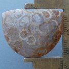 fossil cabochon, 31.6X24.8mm