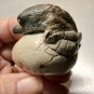 3 HFM Ceramic Alligators Crocodiles Hatching From Their Eggs