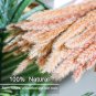15 Pcs White Pampas& 15 Pcs Brown Pampas & 30 Pcs Reed Grass & 5 Pcs.Billy Balls