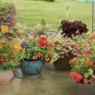 R560DP Automatic Drip Irrigation Watering Kit with Timer for Containers and Hang