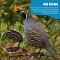 300 Pieces 8 Mm Bird Ring Leg Bands Plastic Multi-Colour Pigeon Foot Bands Clip