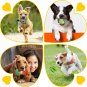 Zeaxuie 20 Pack Luxury Dog Chew Toys for Puppy, Cute Small Dog Toys with Ropes P