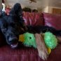 MULTIPET Duckworth Plush Filled Dog Toy, Assorted Colors, (Pack of 1)