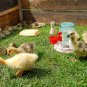 30 Pack Chicken Water Cup, Automatic Drinking Cups for Chickens, 3/8 Inch Thread