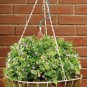 56318 Hanging Basket Flex-Mist Watering Kit with Hose-End Timer