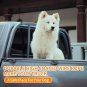 Dog Seatbelt, Dog Car Harnesses, Back Seat Leash Made of Coated Wire Rope, Happy